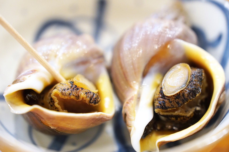 Whelk Shell Sea Food 