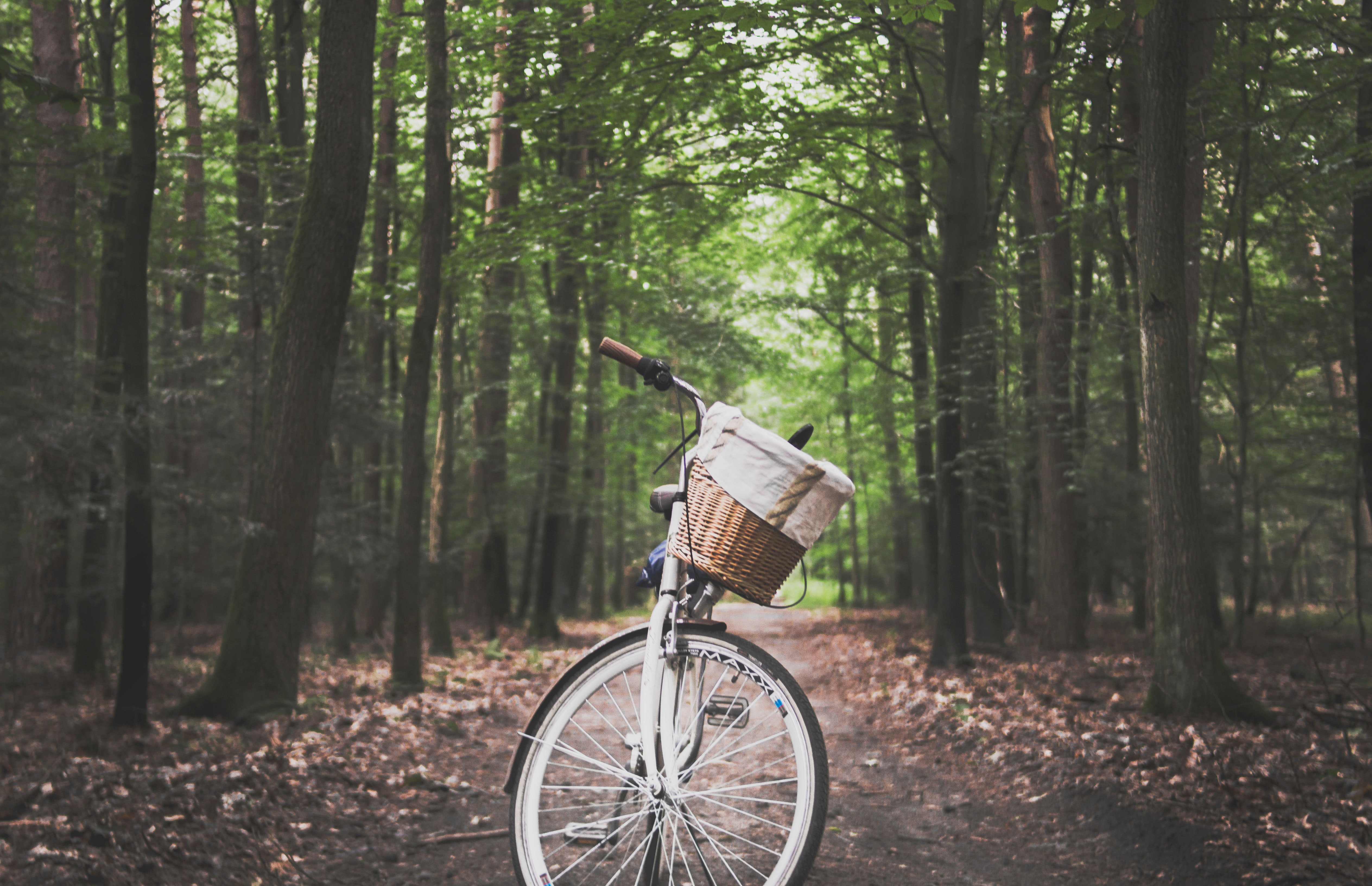 City Bicycle in the Middle of Forest Trail