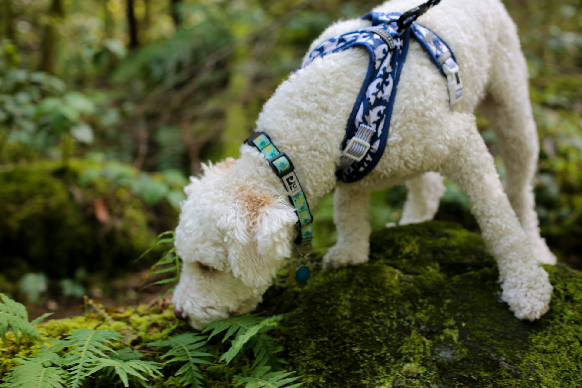 truffle hunting dog